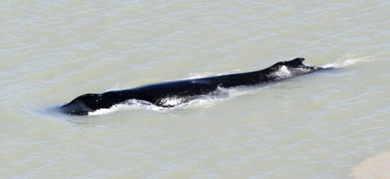 Australianos quieren sacar a una ballena jorobada perdida el Río Aligátor Oriental infestado de cocodrilos