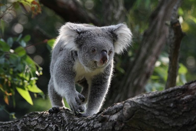 ¿Se avecina otra extinción masiva?... se ha reducido en 68% la población animal del mundo