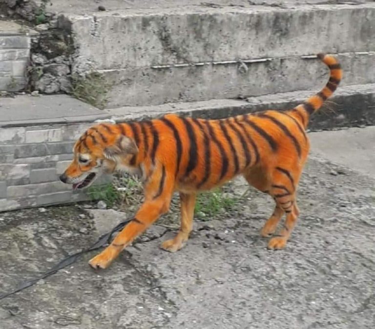 Pintan perrito callejero como tigre, usuarios denuncian maltrato animal