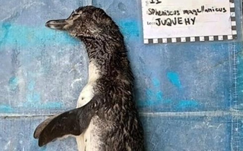 Pingüino murió tras ingerir un cubrebocas, en Brasil