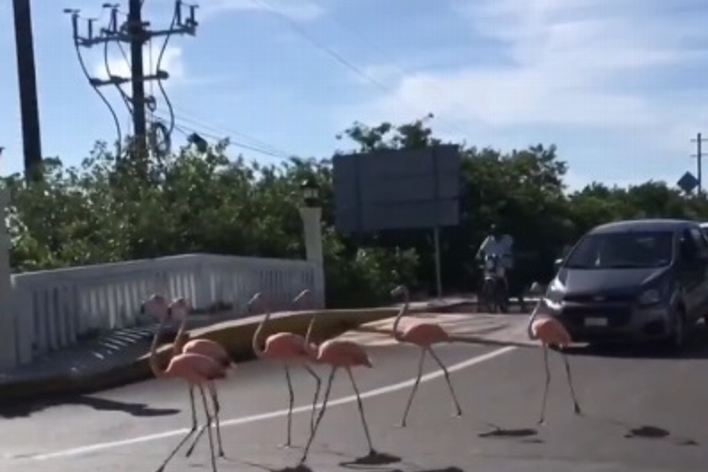 Piden a automovilistas ceder paso a flamingos en carreteras de Yucatán