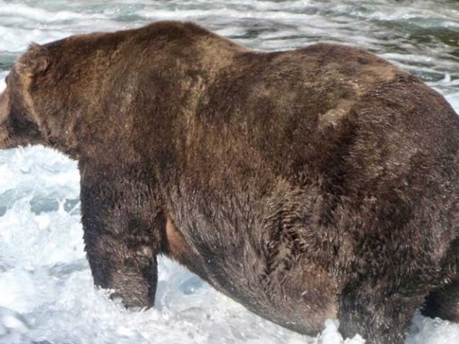 Coronan a un oso pardo como el más gordito de Alaska