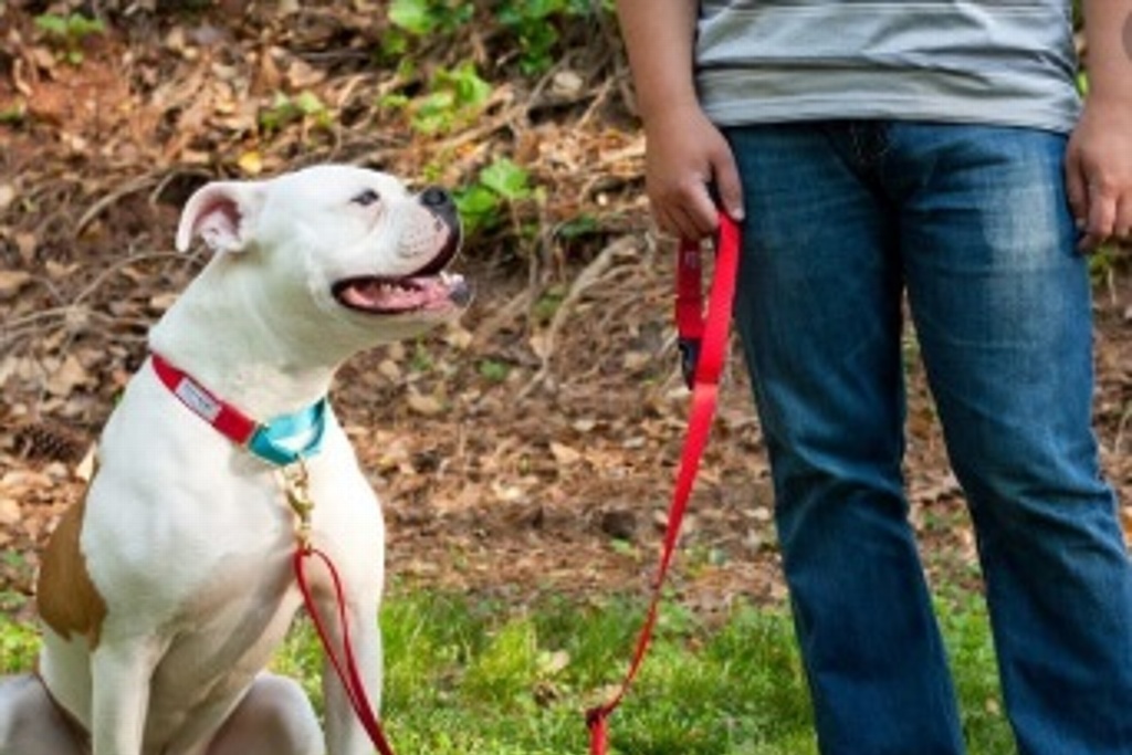 Los perros pueden detectar maldad de la gente, revela estudio