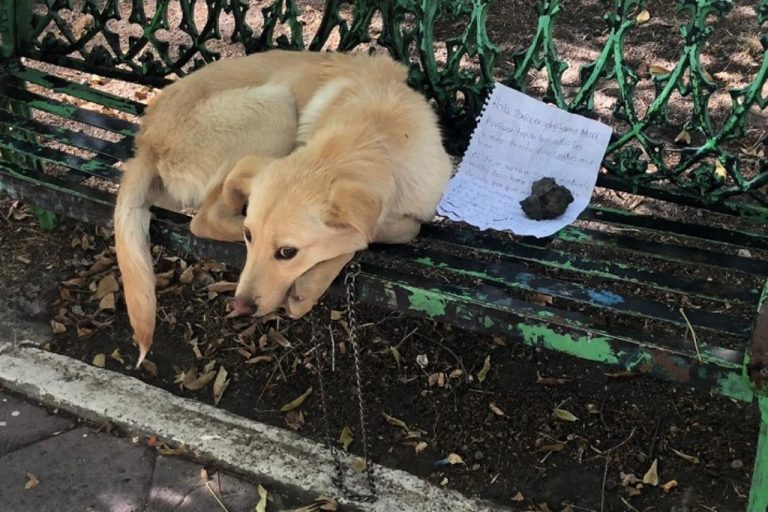 Abandonan a perro en banca de parque; varios quieren adoptarlo