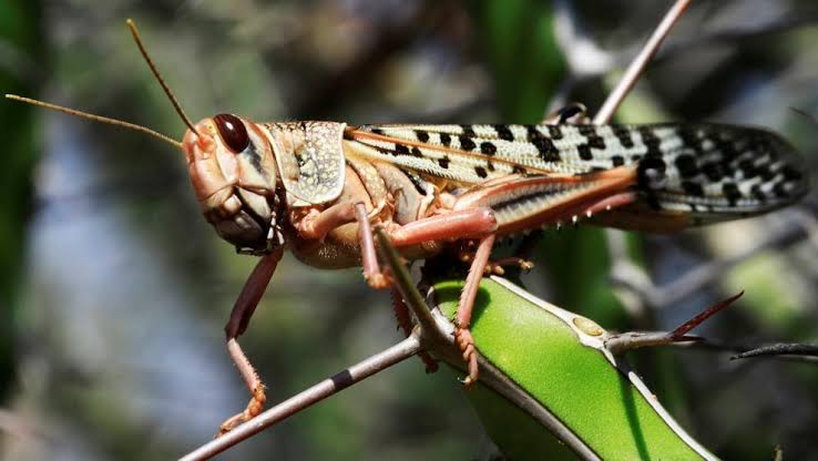 Plaga de Lagosta Centroamericana afectó 40 mil hectáreas, pero viene tercer rebrote