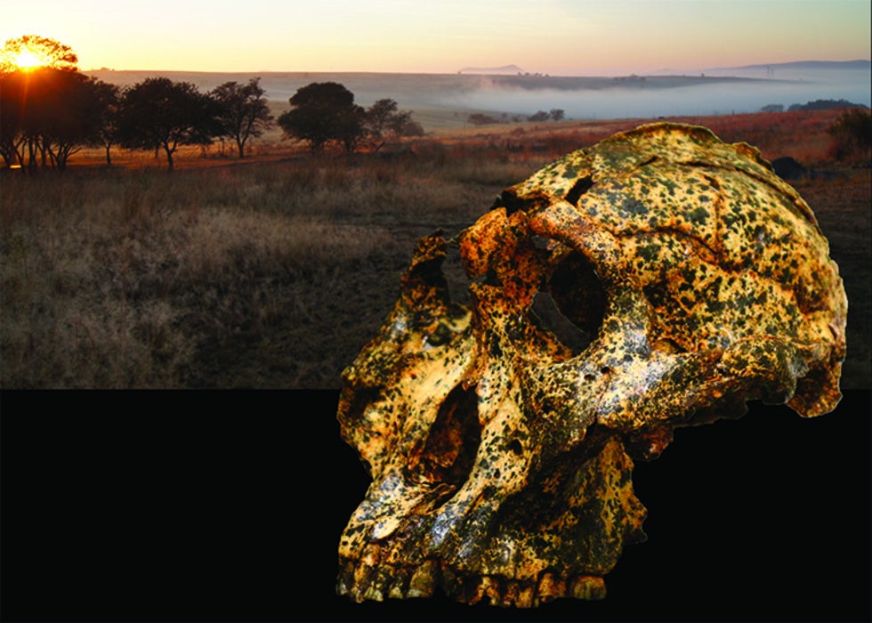 Paranthropus robustus muestra cambios evolutivos en una especie humana extinta