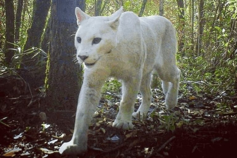 Logran fotografiar puma blanco por primera vez en Brasil