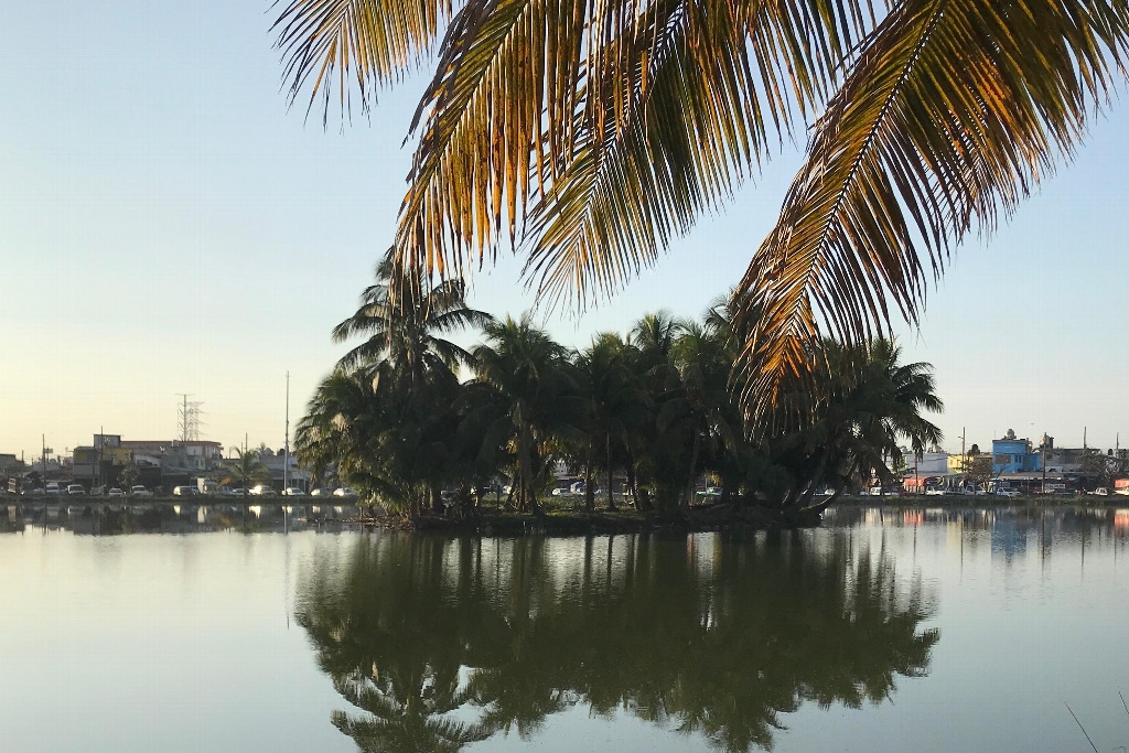 Ingresan a dos lagartos en Laguna “Malibrán” de Veracruz