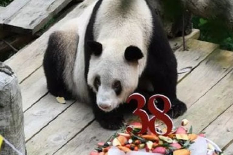 Muere a los 38 años la osa panda más vieja del mundo en cautiverio