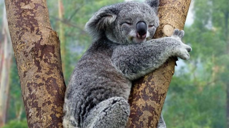 Australia declara “funcionalmente extinto” al koala solo quedan 80 mil