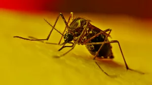 dengue en Veracruz El clarín veracruzano