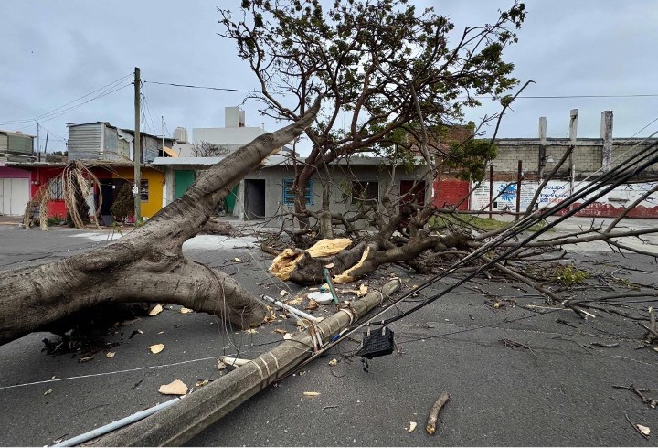 derriba-arboles-norte-en-veracruz-el-clarin-veracruzano