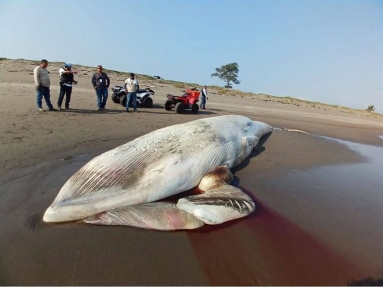 Ballena-encayada-el-clarin-veracruzano