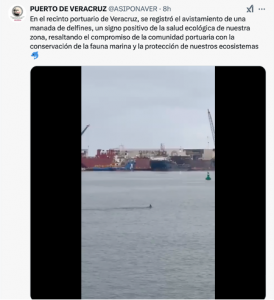 delfines el clarin veracruzano