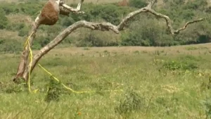 Fosas Clandestinas el clarín veracruzano